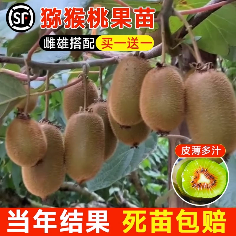 Киви, саженцы фруктов, красные сердца, мягкие финики, саженцы киви, привитые на севере и юге