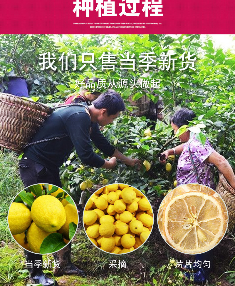 Freeze-Dried Lemon Slices (Citrus limon) — Anyue Lemon Herbal Tea, 45g Jar in use