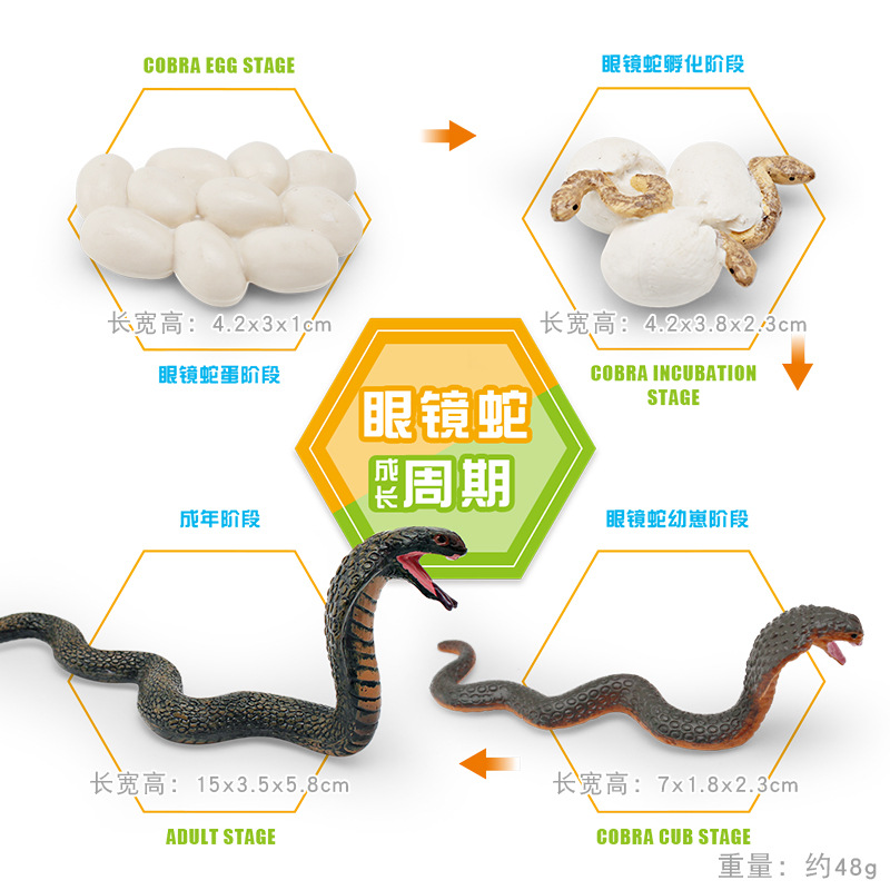 Modelo animal de simulación al por mayor de pollo pato ganso mariposa tortuga Rana ciclo de crecimiento Montessori material didáctico adornos hechos a mano