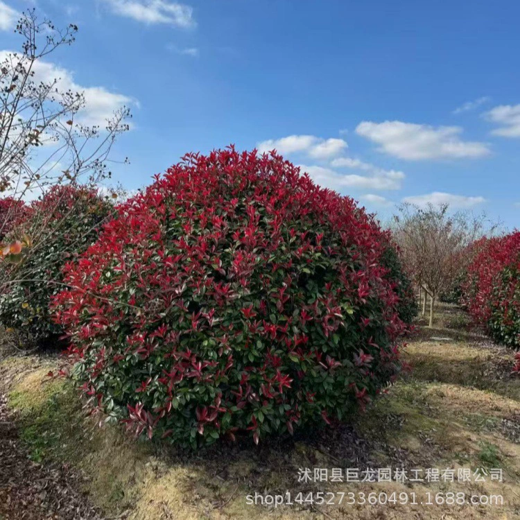 Цены на питомники для рассады Hypericum perforatum, различные саженцы для зелени, оптовые скидки
