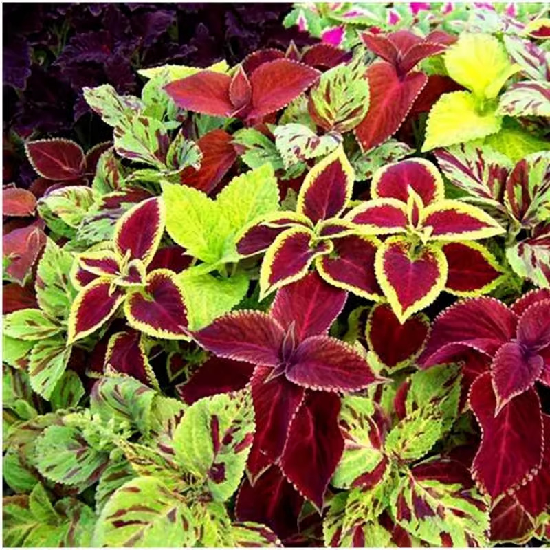 Potted flower seed hanging color bag flower seed color leaf seeds…