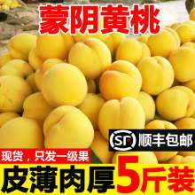 黄桃新鲜水果山东蒙阴现摘炎陵大果锦绣黄金肉蜜应当季整箱黄毛桃