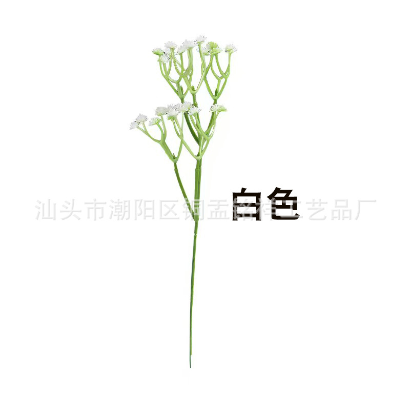 화이트
