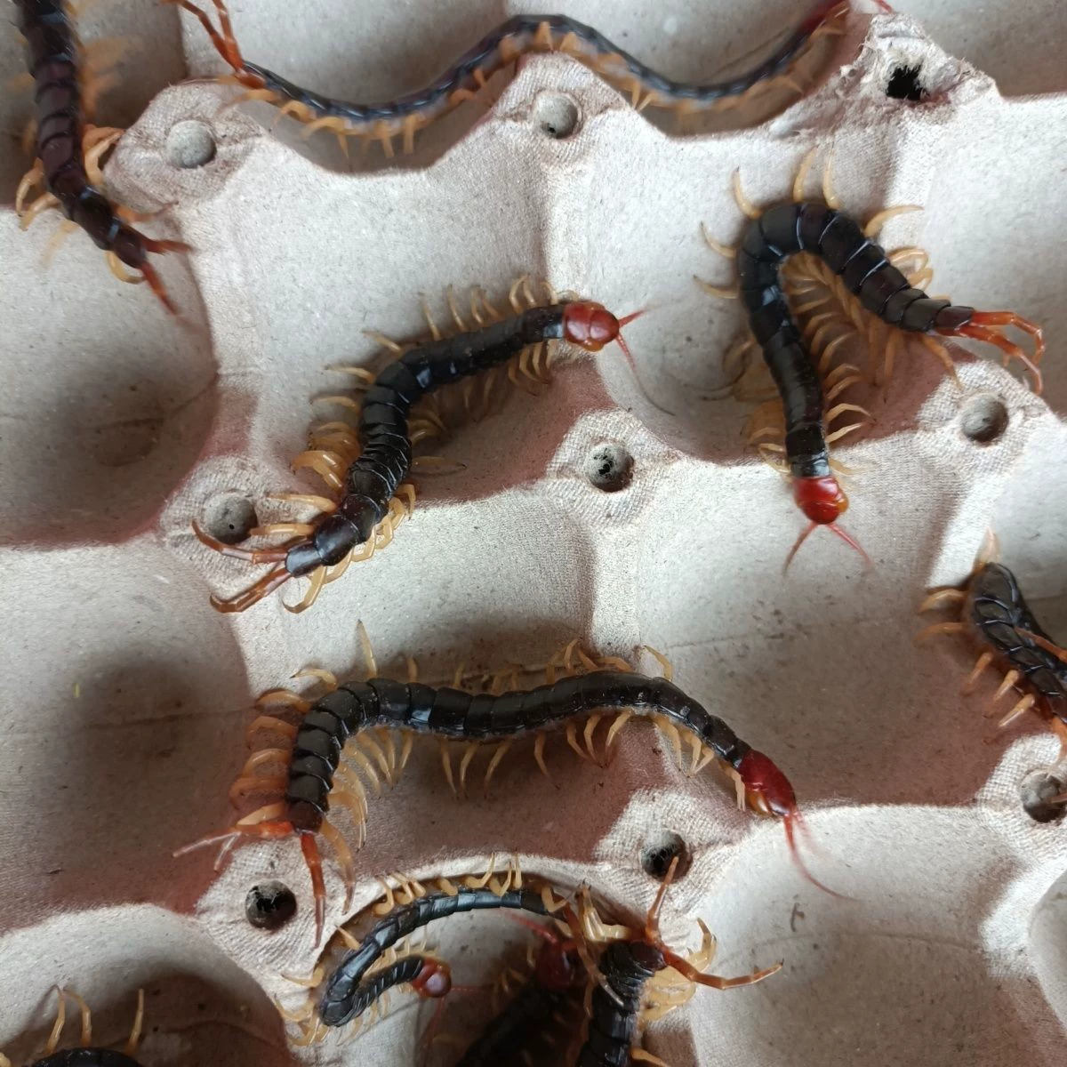 Скорпион Туюань живое насекомое многоножка Дракон рыба цвет волос многоножка Дракон рыба живой корм красная голова многоножка вино многоножка