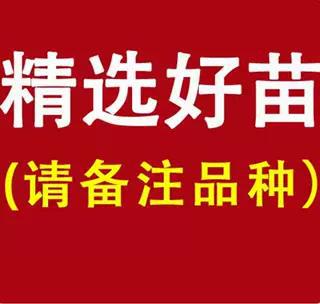 적극 권장합니다(6년 된 묘목은 가지가 많고 열매도 더 많이 맺습니다). 죽은 묘목은 보상됩니다!