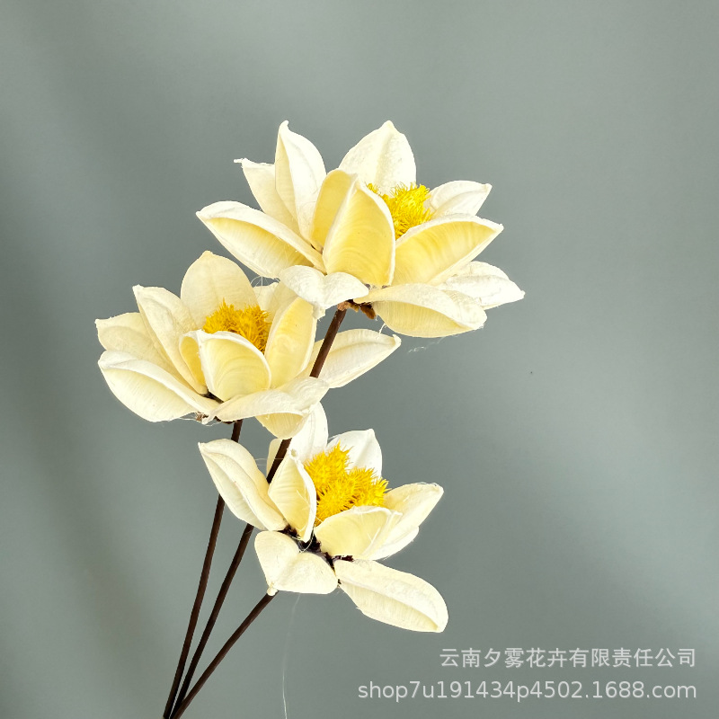 Narcisos 3 blancos