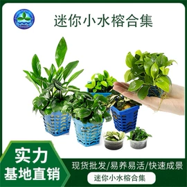 水草及肥料;其它水族用品;快递袋