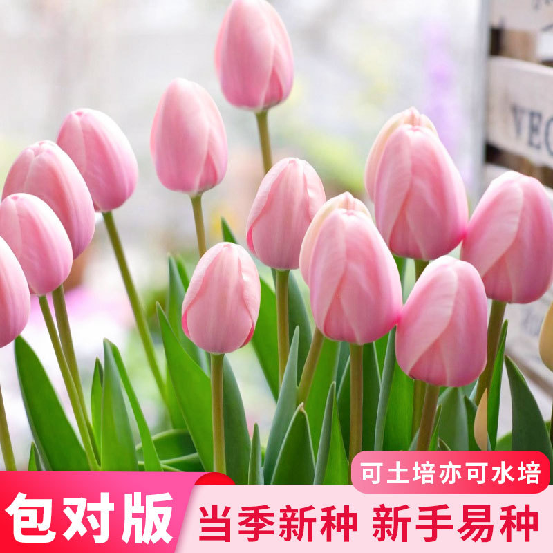 荷兰种球大球郁金香水培种球花种子秋冬季室内外年宵花卉开花土培