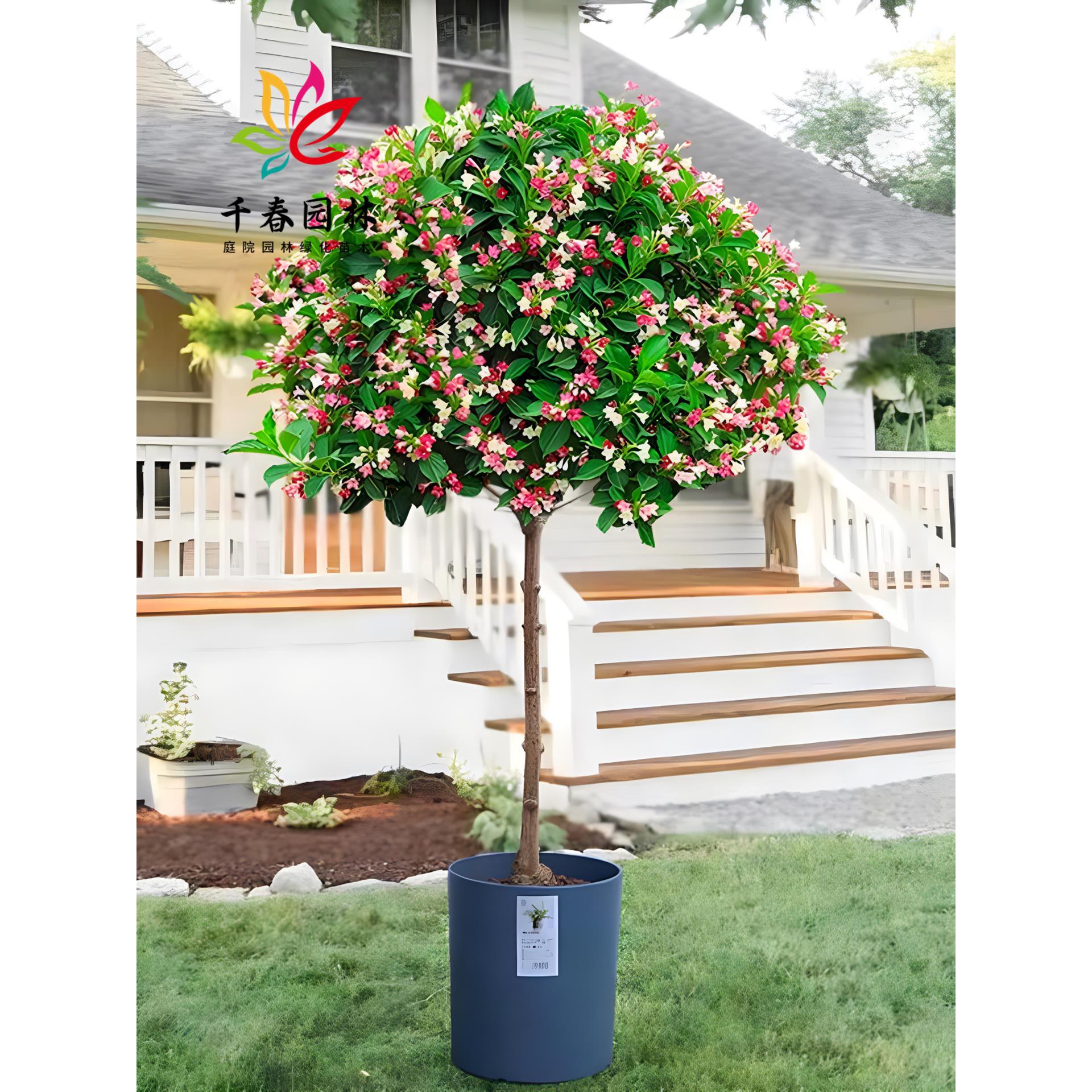 五彩锦带花树苗盆栽丛生锦带小苗庭院耐寒绿化风景树高杆五彩锦带