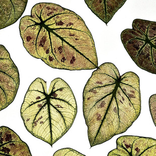 ���Sֱ�l��ֲ���~��Ѻ�� �ɻ����������⻨�ĵ��z�ֹ�diy�����˱�