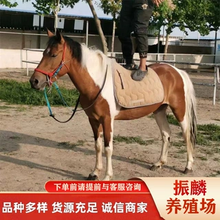 跑马场德保矮马 汉宫矮马 迷你矮马 供观赏 骑乘马 旅游马