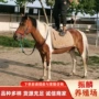 德保观赏迷你汉宫矮马
