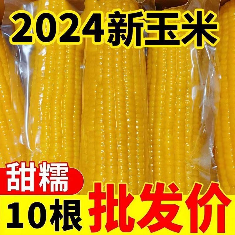 【整箱根】正宗东北黄糯玉米香甜黏糯粘新鲜非转基因餐代肥减|undefined