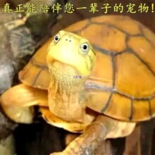 �S��Mˮ�����ϷN���SС����ʯ�����С��������lؔ��