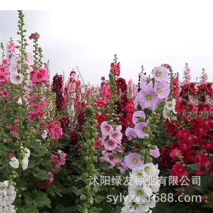 批发蜀葵种子 一串红