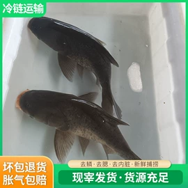 鱼类;鲜/活禽类