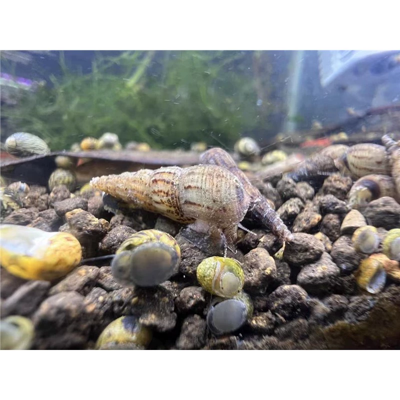 Malay snail cleaning fish tank to remove algae and eat feces cold water fresh water new product ornamental snail grass tank to eat algae and purify water for breeding