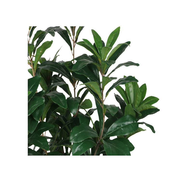 XRS-067 7#杨梅叶7#盆栽0 (7).jpg