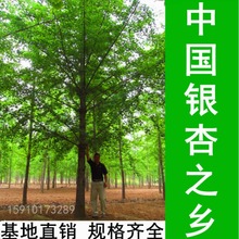 Їy֮l-Nֱ1-80yӘ  ҎRȫ 