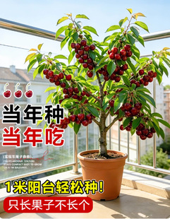 ����܇���Ә����ش���Ҙ�޽ә����������ļ����ҹ����ϱ����Nֲ