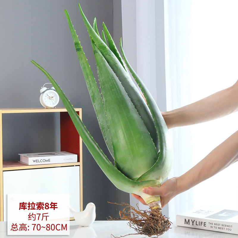 Curaçao aloe vera 8-year-old plant