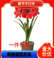 ���m�M�� ��피t�N����ذ�����_������ȳ����P���l�y������z