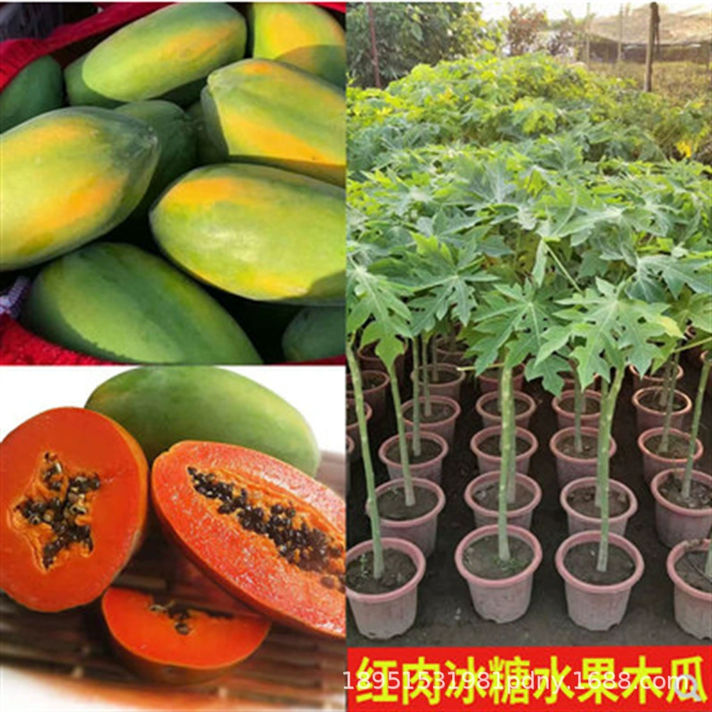 Дацин Hongling Папайя рассады дерева Золото Красное сердце с почвы Карлик Плоды Папайя рассады рок сахар Четыре сезона древесины