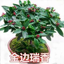 ��߅�������ԝ����͎������҃��Ϙ��͏d�^��ֲ���ͺ������ļ��_��