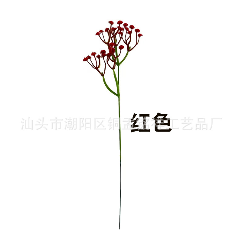 레드