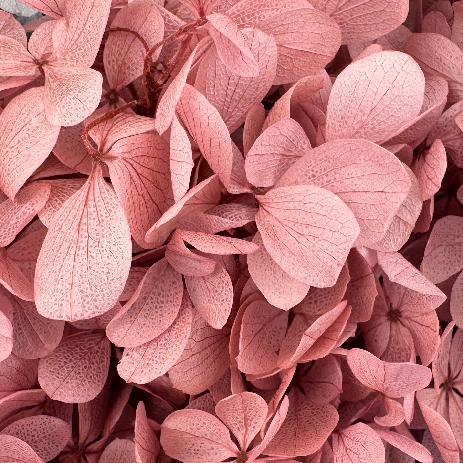 ✅ Flores secas flores eternas hortenida color gradiente material hecho a mano bolsa de calzado de boda cubierta de vidrio grupo de construcción de flores actividades