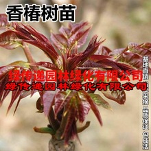 香椿树苗盆栽地栽红油紫油香椿树苗庭院阳台南方北方种植当年采摘