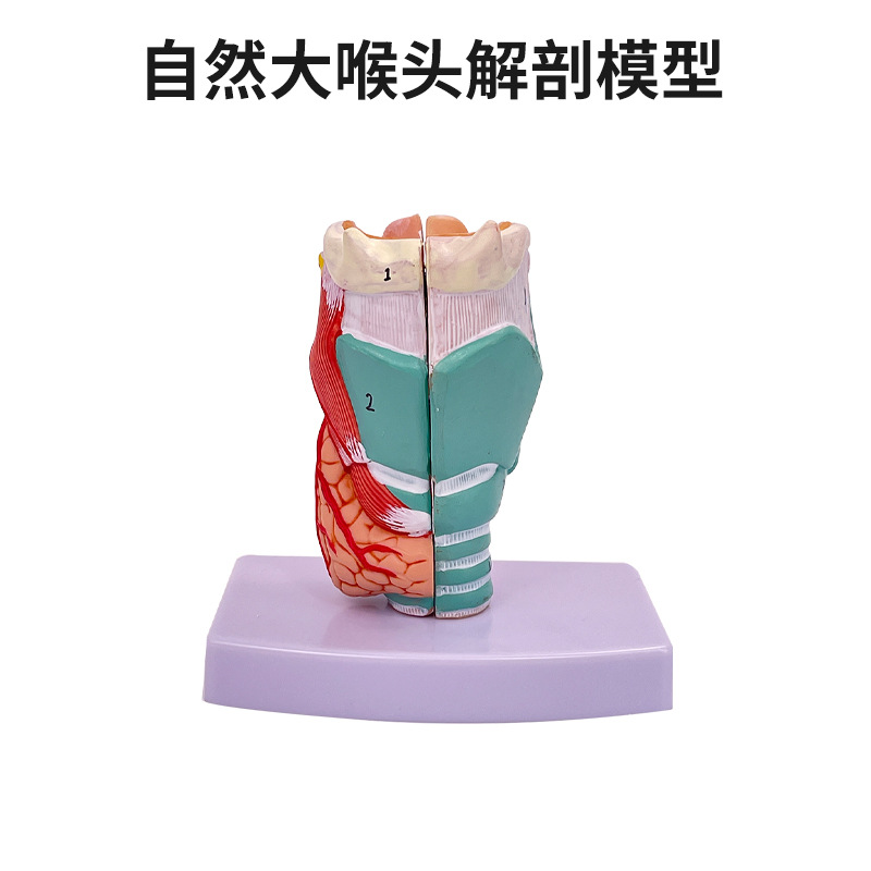 2���Ŵ��ʺ�ģ�ͺ����ʱ걾����Ѫ�ܼ�״�ٺ����ͷ���� ��ѧ����