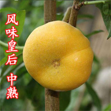 �Lζ��Ҙ����޽��ش�ˮ�����Ϸ������Nֲ�������ͥԺ���Ԯ���