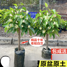 白兰花盆栽老桩玉兰花树苗黄角兰带花苞室内庭院浓香型四季开花卉