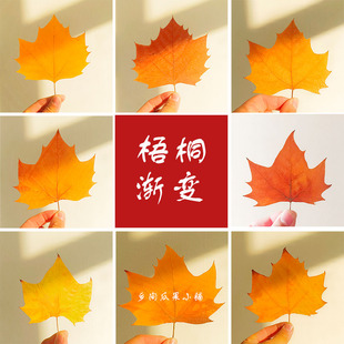 Fresh Natural Real Leaves, Fallen Sycamore Leaves, Decorative DIY Dried Leaves, Creative Specimen Stickers, Leaf Carving