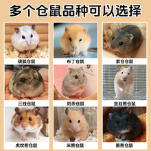 小仓鼠活物送笼子小朋友礼物宠物适合小孩子养的金丝熊三线紫仓鼠