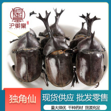 独角仙 锹甲 甲虫 独角虫昆虫类 选装货500g中药材