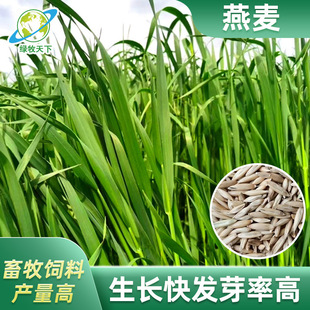 Sichuan Manufacturer Wholesale Oatmeal Seeds Cat Grass Pet and Gardening Seeds Ground Cover Grass Grazing Vegetable Garden Lawn Seeds