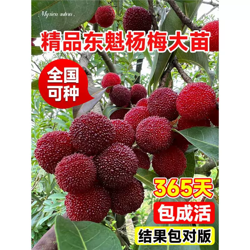Аутентичные саженцы ягодного дерева Dongkui Xianju, саженцы фруктовых деревьев, подходящие для посадки как в северных, так и в южных регионах, в том же году дающие плоды.