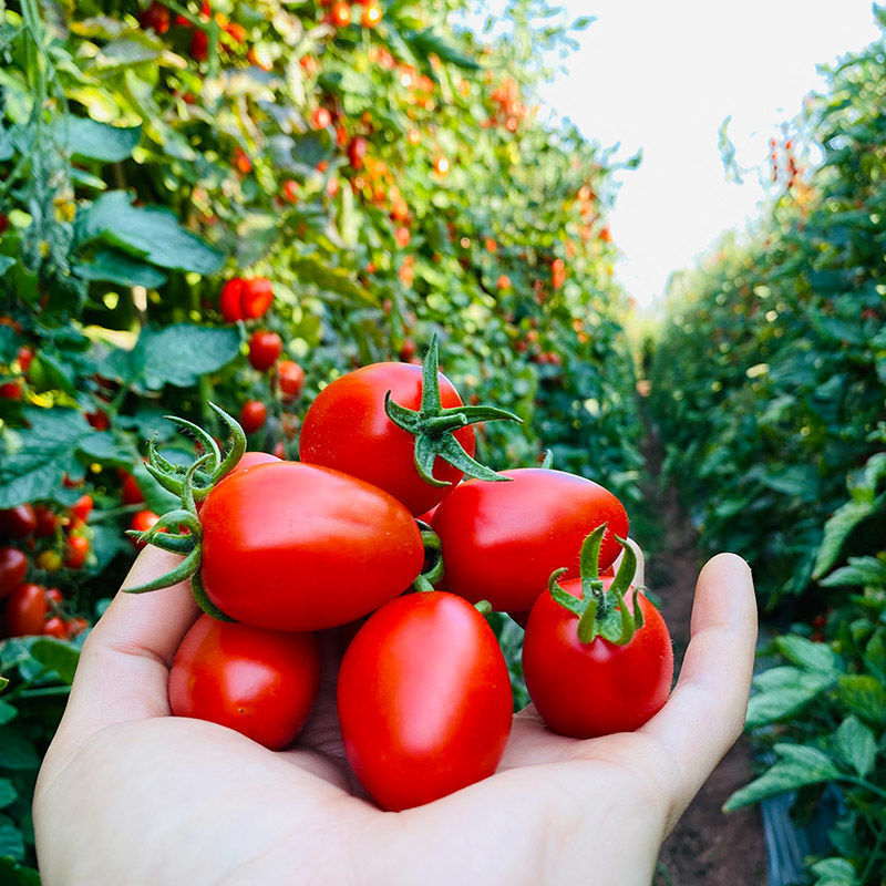 Cherry tomatoes Yunnan fresh Cherry tomatoes Now pick Now send Sweet and sour Cross border Electricity supplier factory On behalf of wholesale