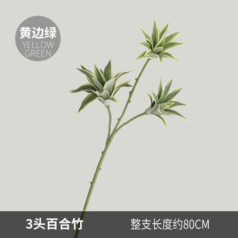 백합 대나무 3개 - 가장자리가 노란색인 녹색