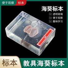 �������Ƙ˱���С�W����̌W�˱�������� �̌W�x��