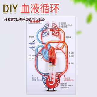 小学生理知识认知 科学实验器材diy益智玩具人体血液循环系统模型