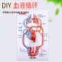 循环人体实验认知玩具