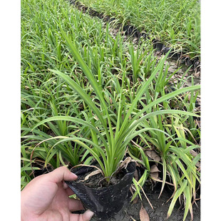 ���G��ݻ��ܾGֲ �ɶ��@�ֈ@ˇ�G���ر�ֲ�� ������ľ ����ֲ��