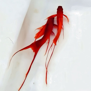 ��֬�t��β�t���~,�pβ�t���~��β�t�����~��β��β�t���Ꭷ�~��