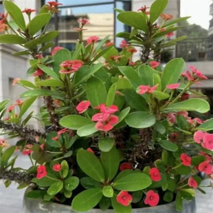 �F���Ļ���÷���Ļ����Ի����^��ֲ��ͥԺ�����B�ļ��_���Ļ��Gֲ