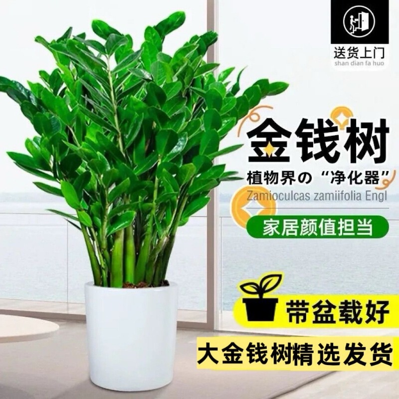 Money Tree, Large Potted Plant for the Living Room, Money Tree for the Office, Easy-To-Care-For Green Plant for the Desk, Suitable for Housewarming and Business Openings