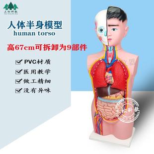 ���w����ģ�� 67CM�Y���M�b�ɲ��b�^�i�|�� �̌Wչʾģ��