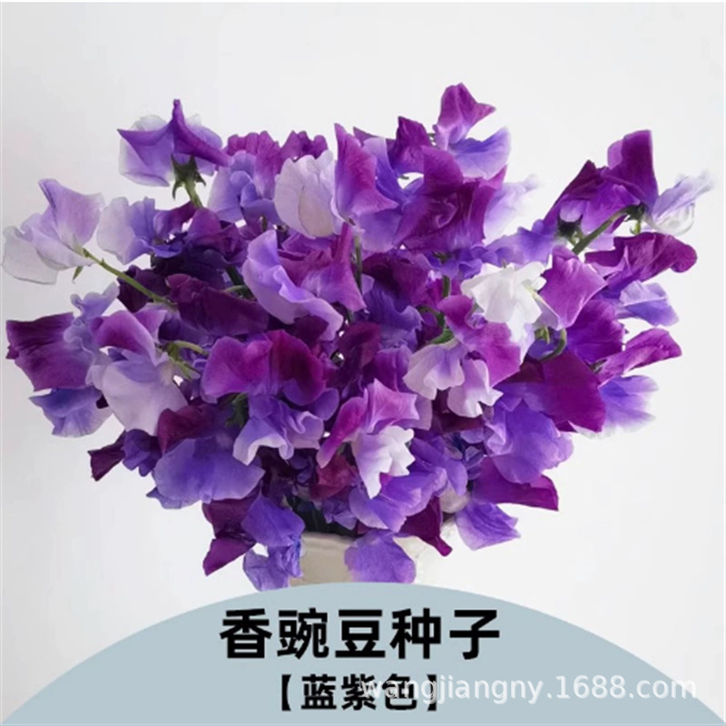 Sweet Pea Flower Seeds Butterfly Cut Flower Pea Flower Seeds Courtyard Landscape Flower Sea Potted Perennial Climbing Flower
